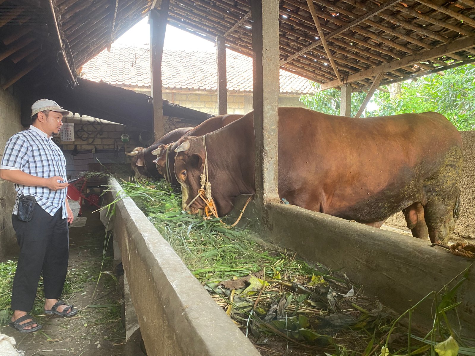 Sapi 6